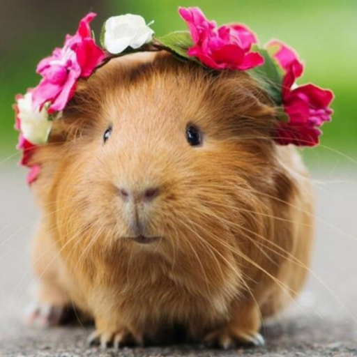 thetalkingguineapig:there are no better sounds in the world than her laughter and her orgasms.