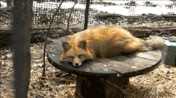 punkrawkanarkay:  Foxes are weird. They’re like dogcats. 