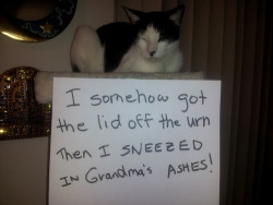 spyderqueen:  dansbunk:  handbuiltbyrob0ts:  [x]  aRE YOU KIDDING YOU MISSED THE BEST ONE   I love Cat Shaming attempts because it’s always clear from their expressions they a) give zero fucks what you think and b) totally intend to reoffend. 