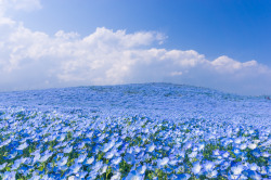 &ldquo;Hitachi Seaside Park is a sprawling 470 acre park located in Hitachinaka, Ibaraki, Japan, that features vast flower gardens including millions of daffodils, 170 varieties of tulips, and an estimated 4.5 million baby blue eyes (Nemophila). The sea