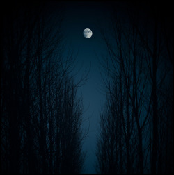unknownskywalker:  Moonlit Night by Luis