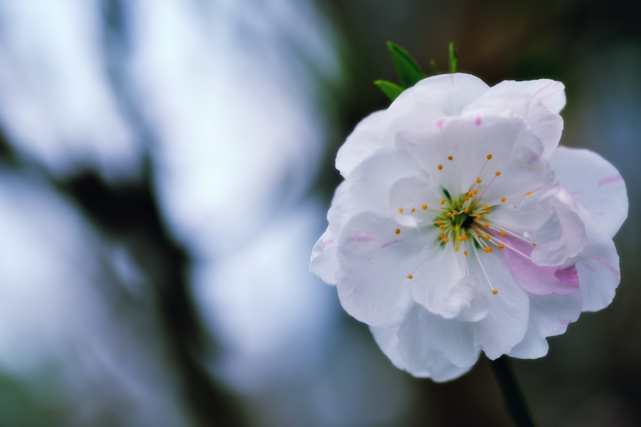 Cherry Blossom (Sakura Blossom), photo by Hidehiko Sakashita photoshoot March 24,