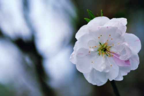 Cherry Blossom (Sakura Blossom), photo by Hidehiko Sakashita photoshoot March 24, 2013 - Ageo, Saitama, Japan