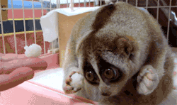 ribbonchocolate:  nncharlesz:Okay, head’s up. This little critter is called a slow loris. NEVER TAKE ONE AS A PET. They’ve experienced a boom in popularity as pets in parts of Asia and then the rest of the world, and this is not okay. Why?A) They’re