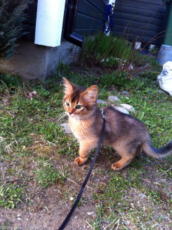bieszecki:  phosphorescentt:  this cat so pretty it has to be on a leash   YOU ARE NOT A DOG