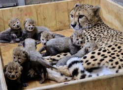 jenniferstolzer:  awwww-cute: Murder floof gives birth to record-breaking 8 mini murder floofs at St. Louis Zoo (Source: http://ift.tt/2CH7Omw) We are quite proud of our fastest floof. She’s an over-achiever. 