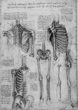 chaosophia218:  Anatomical studies and drawings by Leonardo da Vinci.