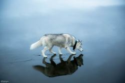asylum-art:Two Siberian Huskies on a frozen