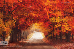 Superbnature:  Autumn By Magda_Bognar Http://Ift.tt/1Ioawvv