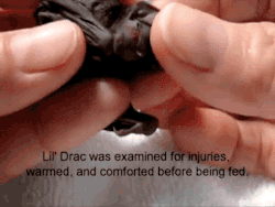 gifsboom:  Video:  Cute Baby Bat  &lt;3 &lt;3 &lt;3