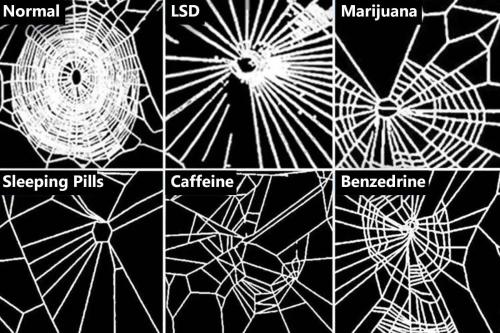 sixpenceee:   In  1995, NASA gave spiders drugs to see how it affected their webs. The  purpose of the study was to examine how toxic a chemical is by exposing  spiders to it and comparing how their webs differed from that of a  normal spider web.   