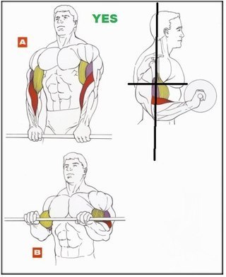   Newcomers to the gym trying to take on the biceps excessively heavy weight! This is not correct.Biceps - a small muscle group and a big weight here is not needed.The weight should be such that you can pick up on 8-12 times.The rise is slow, the end
