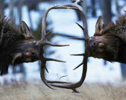 americasgreatoutdoors:We don’t know what event this is or who is winning, but we love watching. Two bull elk battling at Rocky Mountain National Park in Colorado. To the bold goes the gold. Photo courtesy of Zach Rockvam.
