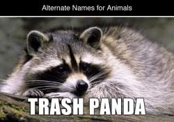 tastefullyoffensive:  Alternate Names for Animals (photos via Imgur)Related: Name Improvements for Everyday Stuff 