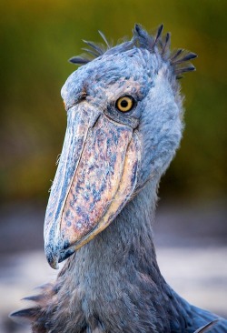earth-song:  “Shoebill” by Will Burrard-Lucas This prehistoric-looking bird is a shoebill. To get this shot I had to wade for two hours into the middle of the Bangweulu Swamps in Zambia. It is estimated that the global population of this species is