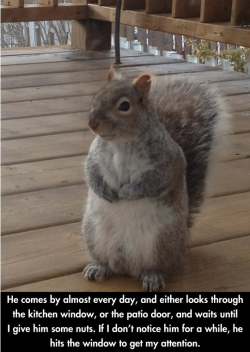 euphoriashigh:  thecutestofthecute:  savethewildpinatas:  He looks so polite, like he just wants to stop by and see if you have anything for him.  I love this.  HEY, WHERES MY NUTS?!