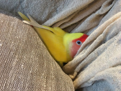 parrot-post:I see you Piper :)