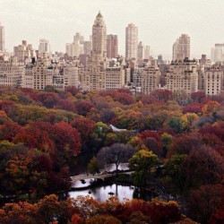 jorgebanha:  The colors of fall in New York