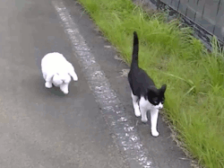 heisenbreadcrumbz:  infinidegree:  jiizzzlle:  victoriatheunicorn:  i think i want to see a cartoon about these guys  Omg.. The way the cat slows down to allow the bun to catch up, probably because it knows how much the bun likes to stop and look at stuff