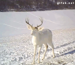 unseeliequeen:  tawnks:  gifak-net:  Wisconsin White Deer Surprised by his own Antlers Shedding   aw hell no   Deer, although graceful and lovely, are fucking morons.