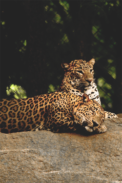 Jaguar or Leopard?