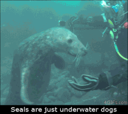 12gauge-ghost:  callofthenorthstar:  this—blog—sucks:  4gifs:  [video]  Dogs are in the same suborder as seals.    So are Seals Mermen’s best friends?