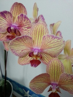 My new moth orchids.