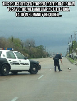 webofgoodnews:  Animals getting help from people. 