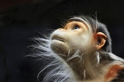 Mymodernmet:  15 Fascinating Photos Of Monkeys Deep In Thought 1. Look To The Heavens