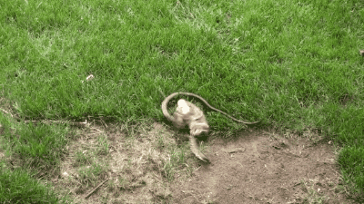 chilewebeopuntocom:  Hermoso  Snake caught Bunny (Baby Rabbit), the Rabbit fought with Snake and saved Bunny. video    Este conejo es un loquillo! 