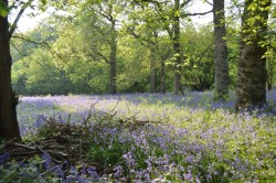woodlandtrust:  Join the Big Bluebell Watch! Species like bluebells thrive in ancient woodland. They are our richest land habitats, yet they are not properly protected. Help us to find out where they are! You can be part of our most accurate bluebell