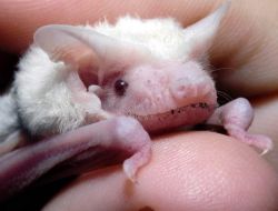 bvmmersvmmer:  congenitaldisease:  An albino bat. Albinism is the “congenital absence of any pigmentation or colouration in a person, animal or plant, resulting in white hair and pink eyes in mammals” and is known to reduce the survivability in animals.