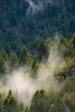 catxlyst:Foggy Redwoods (by danielpivnick)