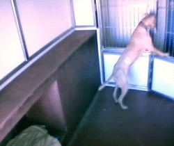 toocooltobehipster:  dog escapes cage, then releases other dogs at dog kennel [video]