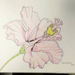 Putting color in this hibiscus. #flowers #hibiscus #ink #drawing #art #coloredpencil #artofinstagram #artistsoninstagram #artistsontumblr  (at Empire Tattoo Quincy)