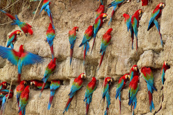 sixpenceee:  sixpenceee:  sixpenceee:  Red-and-green macaws of the Amazon jungle obtain essential minerals by eating dried clay.  Don’t say it  