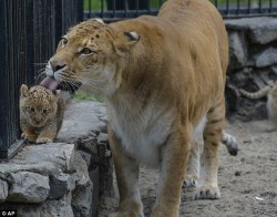 athenadark:  sarahtheheartslayer:  unusuallytypical-blog: A Russian zoo is home to a unique animal - the liger. It is half-lioness, half-tiger. Mother Zita is pictured licking her one month old liliger cub   I DON’T GIVE A SHIT WHAT YOU CALL IT LOOK