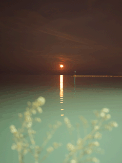 tinyclicks:  Some weeds and a moonrise.