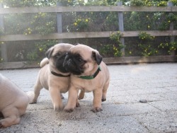 taking-back-my-soul:  fizzyfuentes i am going to tag u in every pug post i come across ok?