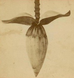 dame-de-pique:Banana Tree Blossom, Florida, 1880s
