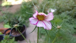 My cosmos finally bloomed. The whole plant is almost taller than me,nearly six feet tall🌸