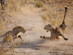 Mortal combat (a rare confrontation between a leopard and a cheetah in Botswana)
