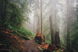 Cillium:  Through The Mist, Though The Woods By Danielle Hughson   Skyrim The Movie