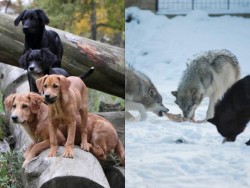 wolveswolves:  Wolves cooperate but dogs submit, study suggests 19 August 2014   For dog lovers, comparative psychologists Friederike Range and Zsófia Virányi have an unsettling conclusion. Many researchers think that as humans domesticated wolves,