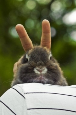 awwww-cute:  Bunny Bunny ears 