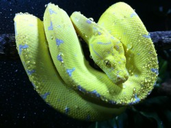 snake-lovers:  Sorong Green Tree Python (Morelia viridis) 