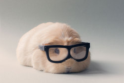 bobbycaputo:  Booboo, the World’s Cutest Guinea Pig Meet Booboo, a two-year old, female blond guinea pig (American crested) that belongs to photographer Megan van der Elst. Booboo lives with two other guinea pigs (Titi and Teddy). The photographer