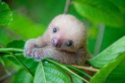 animal-factbook:  Two-toed Sloths have three toes on each foot. They do indeed have two fingers on their hands, so they should be called “Two-fingered Sloth”. 