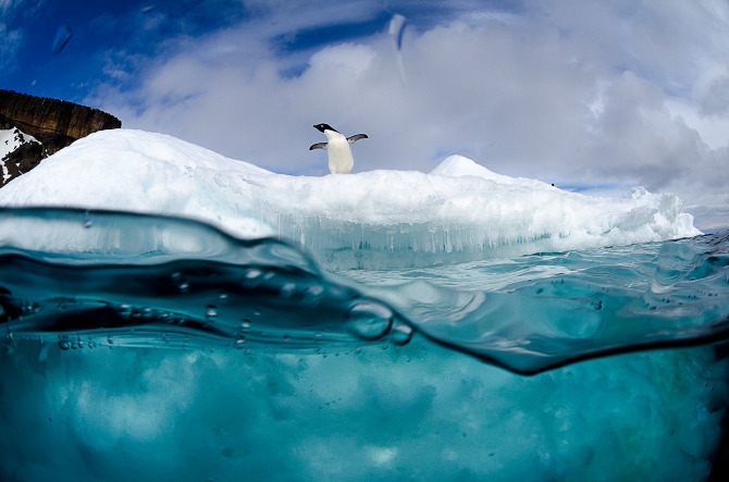 nubbsgalore:aldelie penguins spend their (austral) winters in the seas surrounding