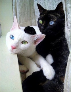 samuel-nolan:  thebobblehat:  Those two are going to turn into some anime magical girl forms or something  These cats are total opposites and i need them. 